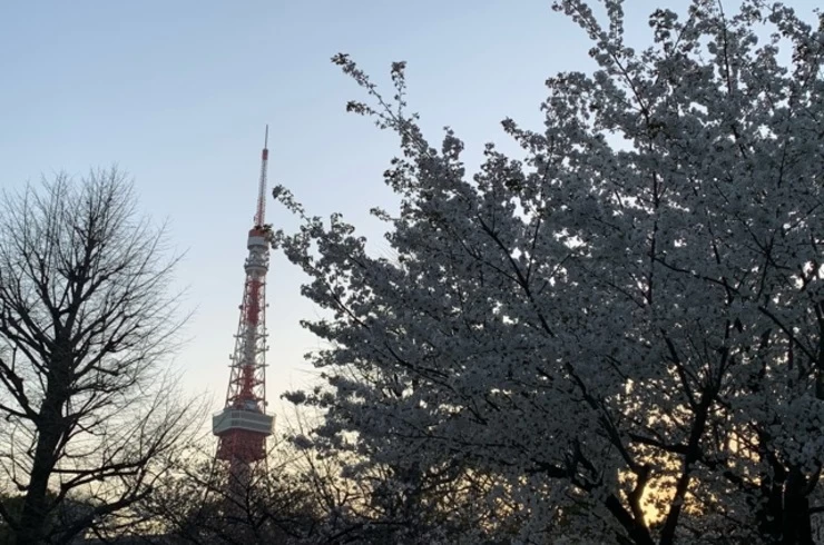 東京は春ですが